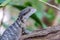 Closeup of head and chest of gray lizard at Port Douglas, Australia
