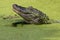 Closeup of the head of crocodile in green water