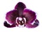 Closeup of head dark cherry with white rim orchid phalaenopsis