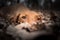 Closeup head of dog in winter fallen leaves