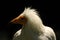 Closeup of the head of a Egyptian vulture