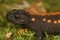 Closeup on the head of  the endangered Tiannan Crocodile Newt, Tylototriton yangi