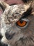 Closeup of the head of an Eurasian Eagle-owl in three-quarters view.