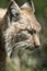 Closeup of the head of a Eurasian lynx in a lush green forest