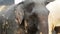 Closeup of the head and eyes of Asian elephant, stand under tree in the forest