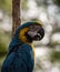 Closeup head face portrait of blue-and-yellow macaw Ara ararauna colorful parrot bird wildlife Inca jungle Trail Peru