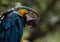 Closeup head face portrait of blue-and-yellow macaw Ara ararauna colorful parrot bird wildlife Inca jungle Trail Peru