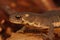 Closeup on the head of a female northern banded newt, Ommatotriton ophryticus