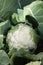 Closeup on the head of a fresh white cauliflower growing in organic soil garden