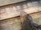 Closeup head of giant Iguana lazy laying down on wooden board.