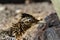 Closeup of head on a Greater Roadrunner, feathers ruffled. Desert ground and rocks in the backgroun.