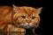 Closeup head of grumpy Red British Cat with paws isolated