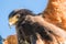 Closeup of the head of a Harris's hawk with sharp beak