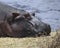 Closeup of the head of a hippo lying on grass