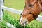 Closeup head horse