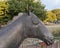 Closeup of the head of the Iron Horse sculpture at the downtown light rail station in Plano, Texas.