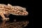 Closeup Head of Leopard Gecko Eublepharis macularius Isolated on Black