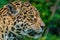 Closeup of a head of a leopard looking at its prey