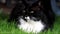 Closeup head of male cat black white