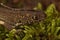 Closeup on the head of a male Northern banded newt ,Ommatotriton ophryticus