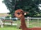 Closeup of the head and neck of adorable brown Huacaya alpaca in an Irish farm