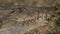 Closeup of the head of Nile crocodile in Africa