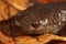 Closeup on the head the North-American Mole salamander, Ambystoma talpoideum