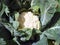 Closeup of a head of Organic Cauliflower.