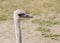 Closeup head ostrich outdoors