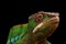 Closeup Head of Panther Chameleon, reptile with colorful body Isolated on Black