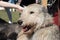 Closeup of the head of the panting Irish Wolfhound screwing up it`s eyes and the hand stroking dog