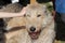 Closeup of the head of the panting Irish Wolfhound screwing up it`s eyes, looking straight and the hand stroking dog