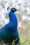 Closeup of the head of peacock