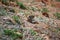 Closeup of the head of pikas out of its nest, green grass and red soil around