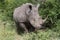Closeup head portrait of an endangered southern white rhinoceros Ceratotherium simum simum in Kruger