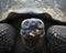 Closeup head on portrait  of a wild Galapagos Tortoise Chelonoidis nigra with food in mouth in the Galapagos Islands, Ecuador