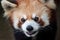 Closeup head red panda `Ailurus fulgens`