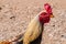 Closeup Head of Rooster