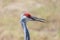 Closeup of the head of a sandhill crane Antigone canadensis with beak open