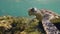 Closeup head of sea turtle Chelonia mydas is eating seaweeds in ocean floor.