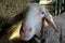 Closeup of head of sheep, selective focus