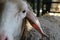 Closeup of head of sheep, selective focus