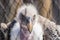 A Closeup Head Shot of a Griffon Vulture