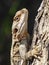 Closeup Head Shot of a Roughtail Rock Agama