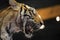 Closeup head shot of Tigers in dark tone with orange lighting at background. Animal wildlife concept