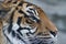 Closeup head side view of Sumatran Tiger