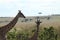 Closeup on the head of two giraffes in the african savannah.