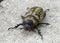 Closeup head-on view of a female Eastern Hercules Beetle