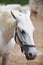 Closeup of a head of the white Lipizzan horse