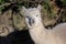 Closeup of the head of a white and woolly alpaca vicugna pacos